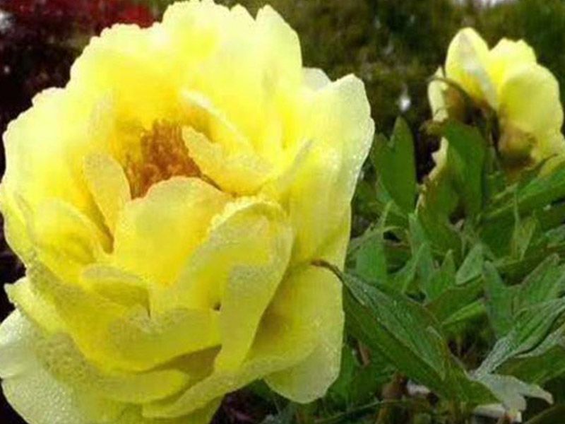 ?；?></li>
<ol><dl></dl><dt><img src=